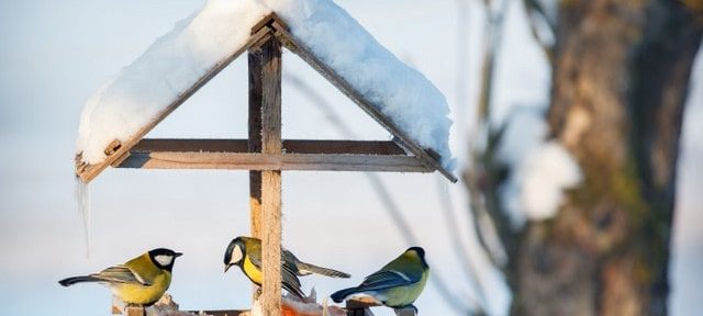 Aider les oiseaux en hiver