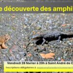 🐸 Soirée découverte des amphibiens