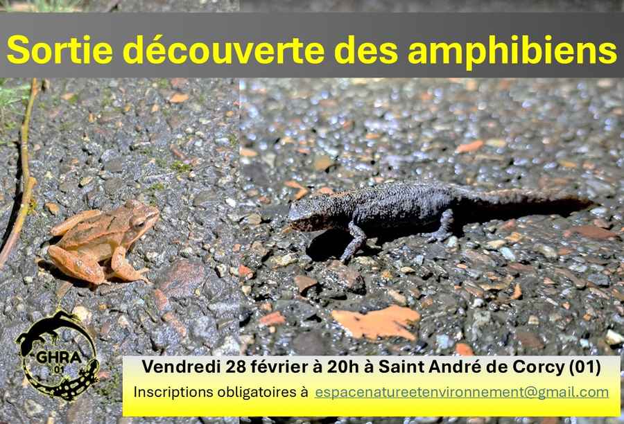 🐸 Soirée découverte des amphibiens