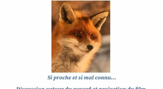 🦊 Soirée découverte du renard