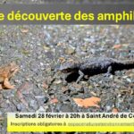 Soirée découverte des amphibiens