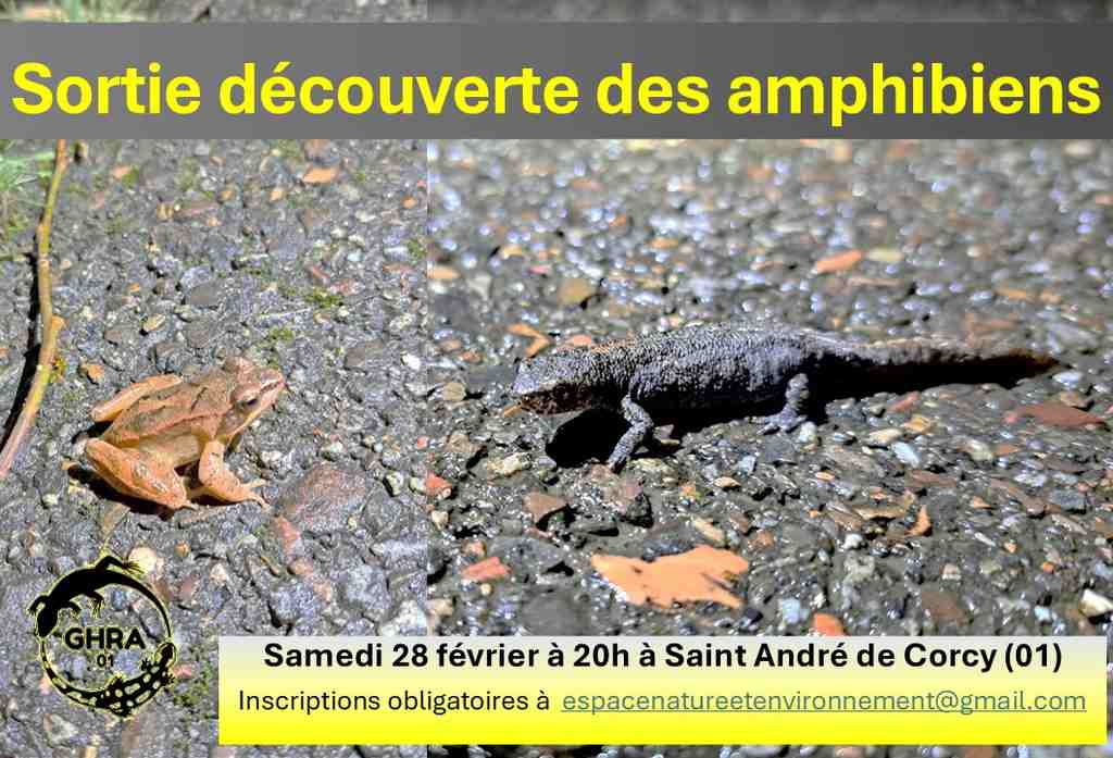 Soirée découverte des amphibiens